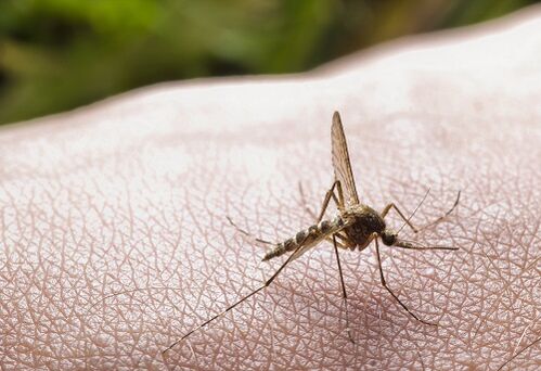 Mückenstich als Ursache für Parasitenbefall