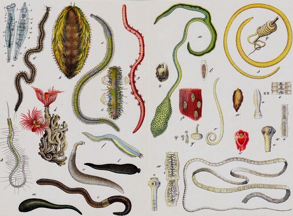 Arten von menschlichen Würmern