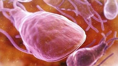 Was Parasiten im menschlichen Körper leben können