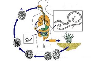 der Zyklus der Entwicklung von Parasiten im Körper