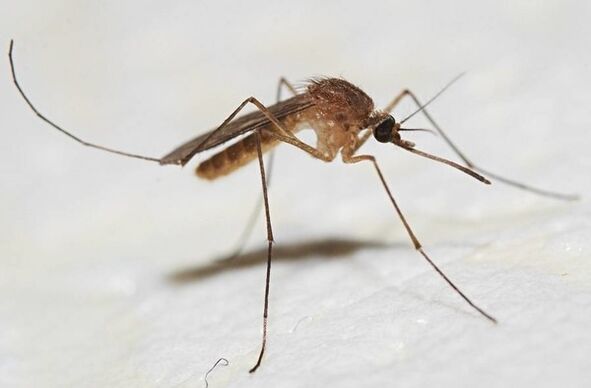 Mücken sind die Hauptüberträger von Hautparasiten
