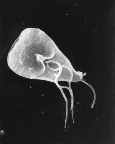 lamblia - eine Gattung von begeißelten Protozoenparasiten